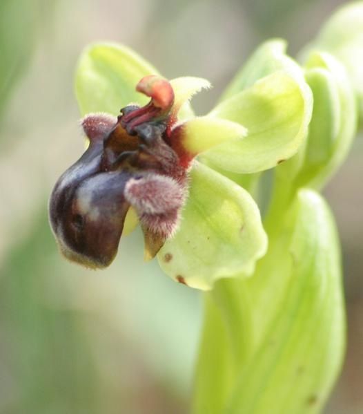 Ophrys bombyliflora ( Ophrys bombyx ) Bo21