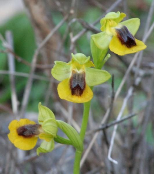 O. Tenthredinifera Lutea3