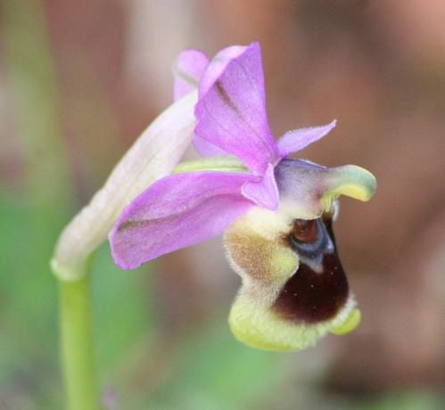 Ophrys tenthredinifera ( Ophrys guêpe ) 2009.03.09-110