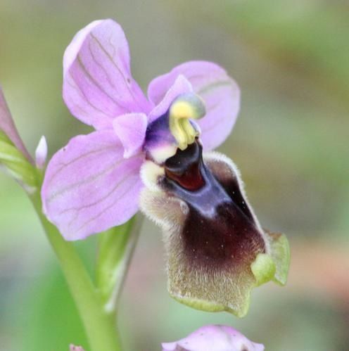 Ophrys tenthredinifera ( Ophrys guêpe ) 2009.03.09-122
