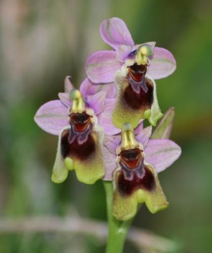Ophrys tenthredinifera ( Ophrys guêpe ) 2009.03.09-226