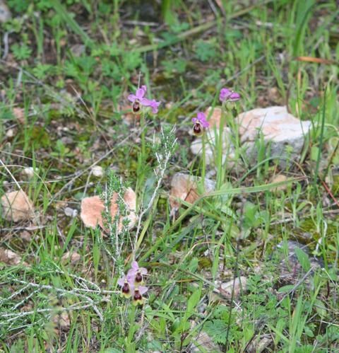 Ophrys tenthredinifera ( Ophrys guêpe ) 2009.03.09-229
