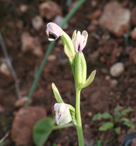 Op. Tenthredinifera 2009.03.15-343