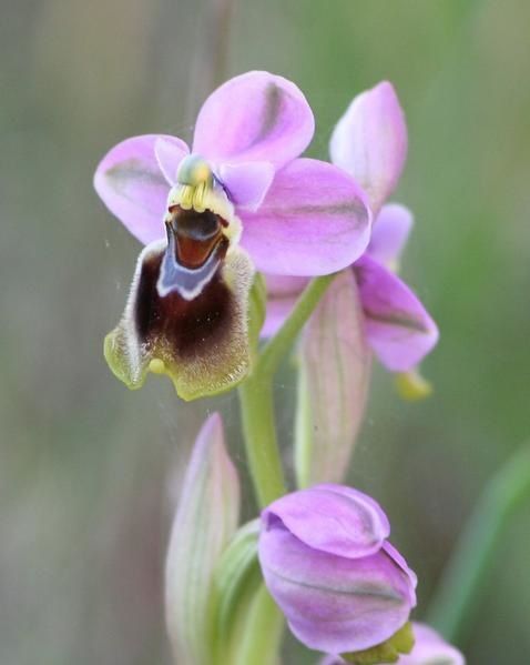 O. Tenthredinifera Ophrys-tenthredinifera