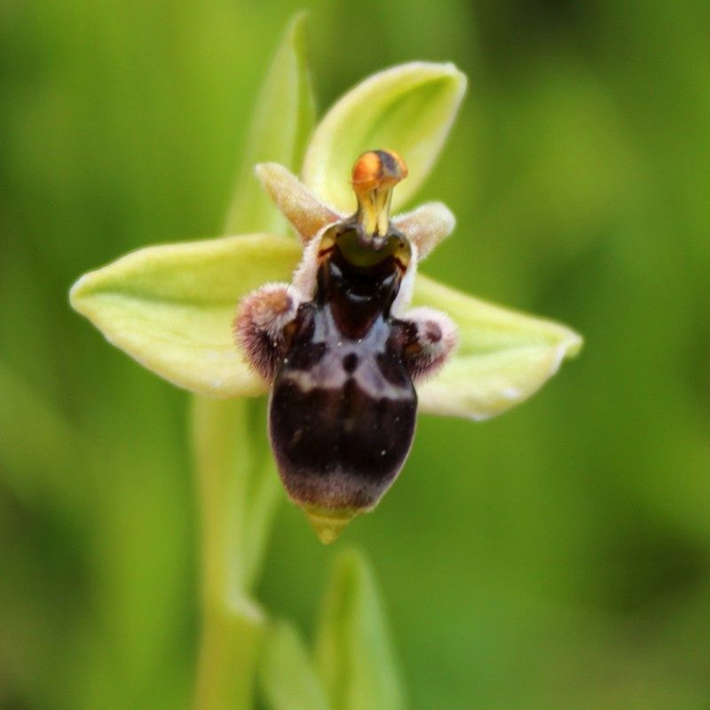 Hybrides O.bombylifloraXO.picta 345hibrido-p