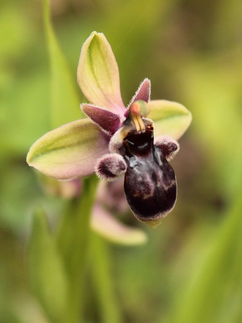 Hybrides O.bombylifloraXO.picta 363hibrido-p