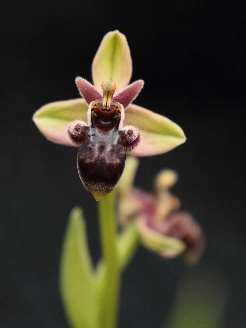 Hybrides O.bombylifloraXO.picta 366hibrido-p