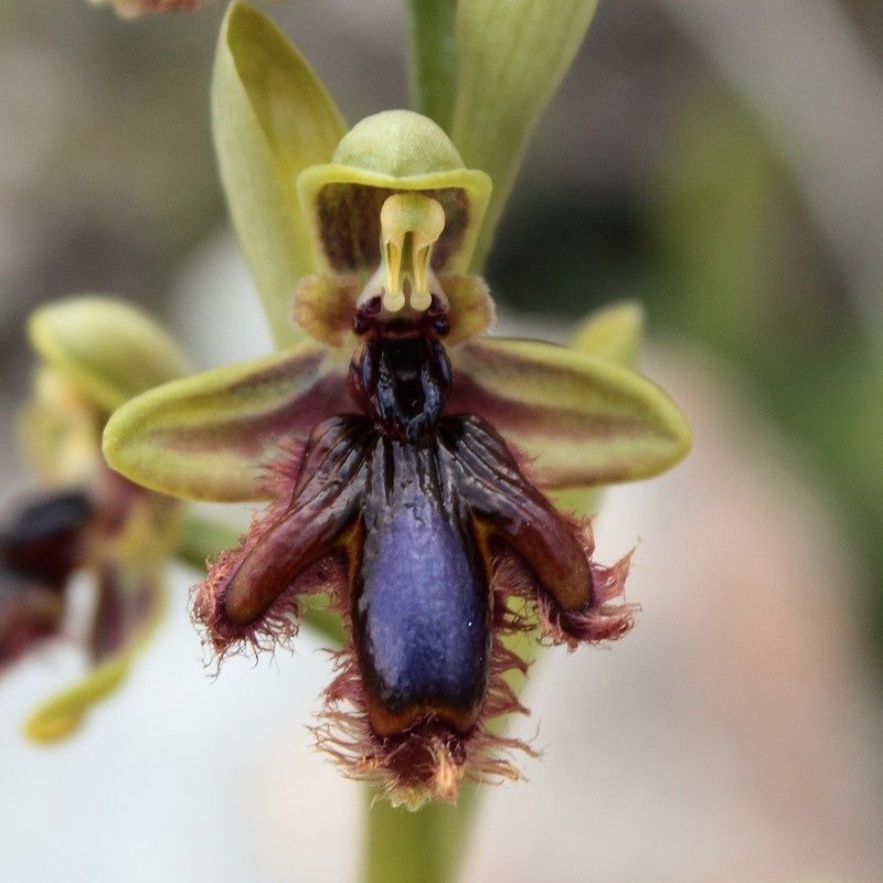 O.vernixia 390vernixia-p