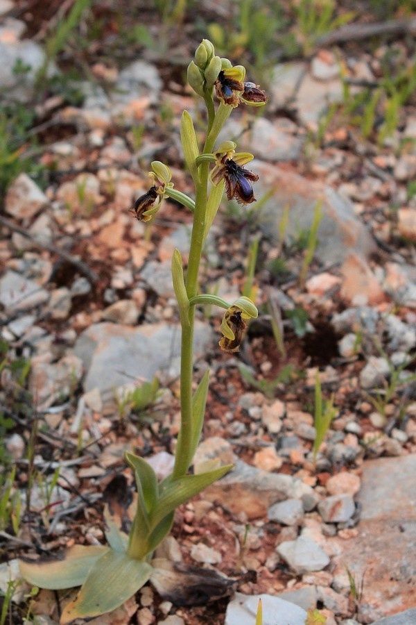 O.vernixia 391vernixia-p