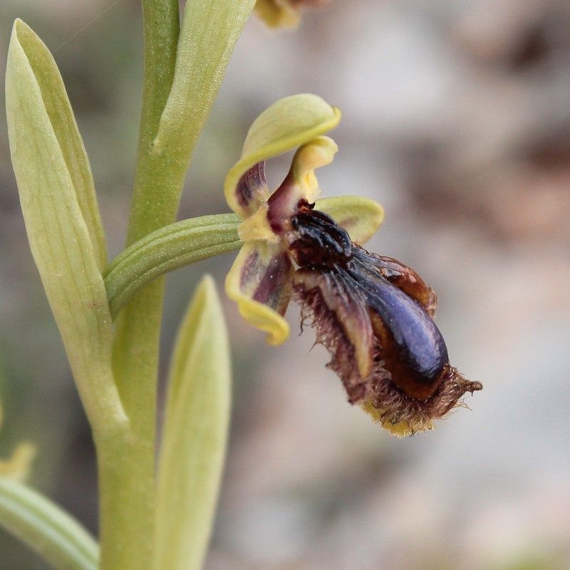 O.vernixia 392vernixia-p