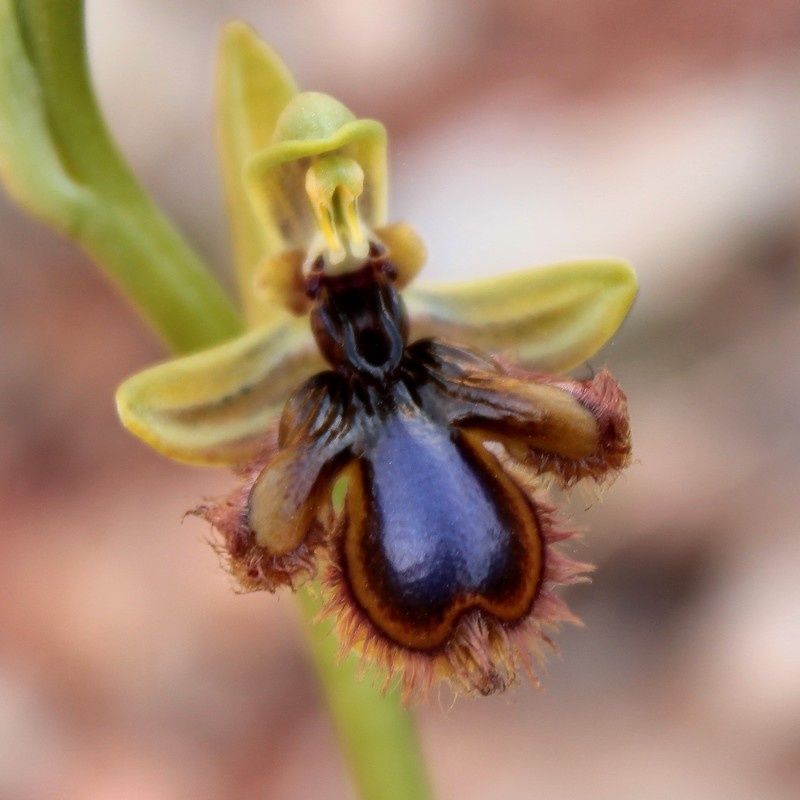 O.vernixia 396vernixia-p