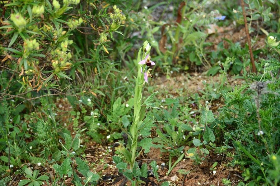 O. Apifera Ophrys-apifera2p