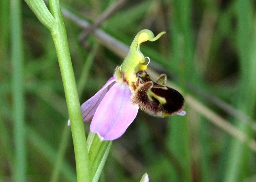 O. Apifera Ophrys-apifera4p