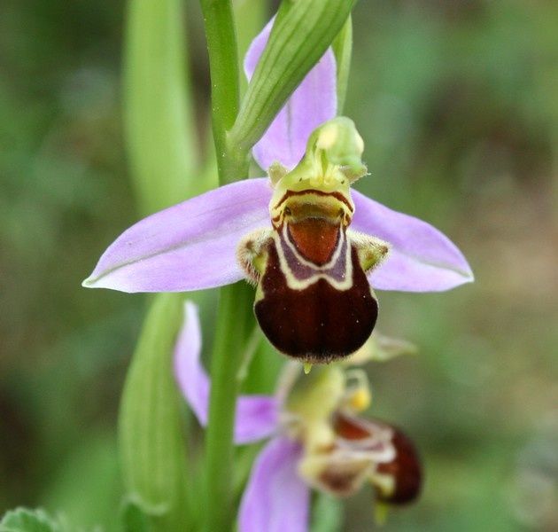 O. Apifera Ophrys-apifera5p