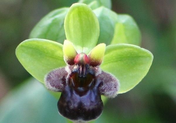 ophrys bombyliflora Ophb1