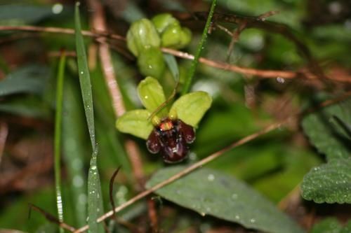 ophrys bombyliflora Ophrys-apres-la-pluie3