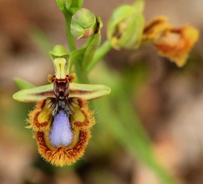 Pour le plaisir Ophrys-speculum-barberousse1p