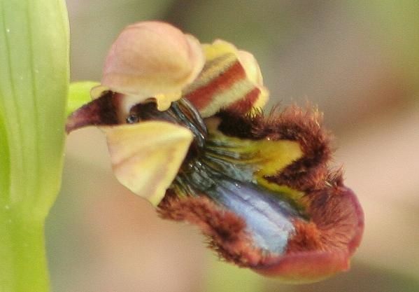 ophrys bombyliflora Ophs5