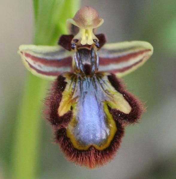 ophrys bombyliflora Ophs7