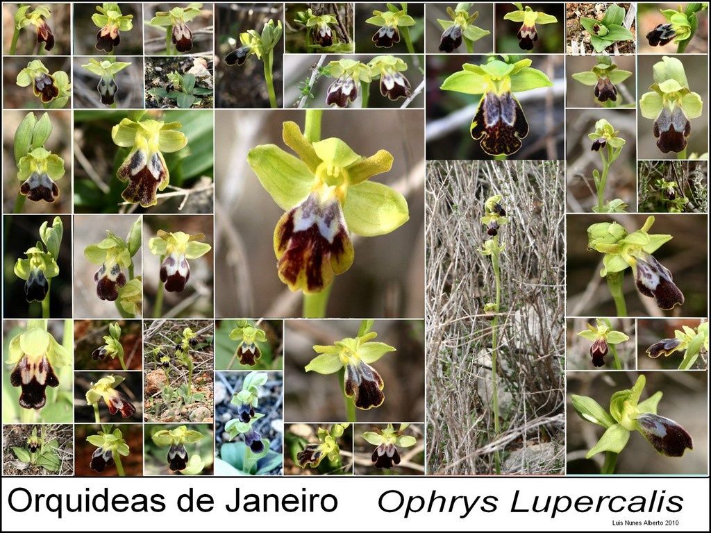 biodiversité Poster5p