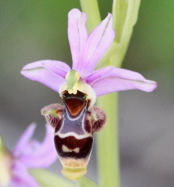 Ophrys picta/scolopax 2008.03.26-067