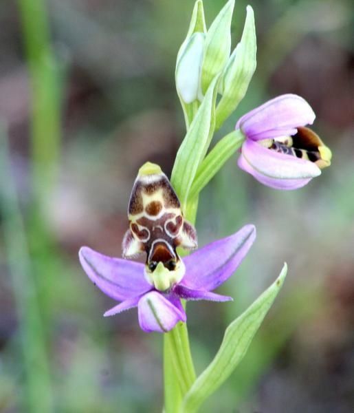 Ophrys picta/scolopax 2008.03.29-048