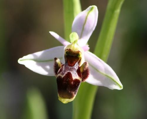 Op. Tenthredinifera 2009.03.11-009