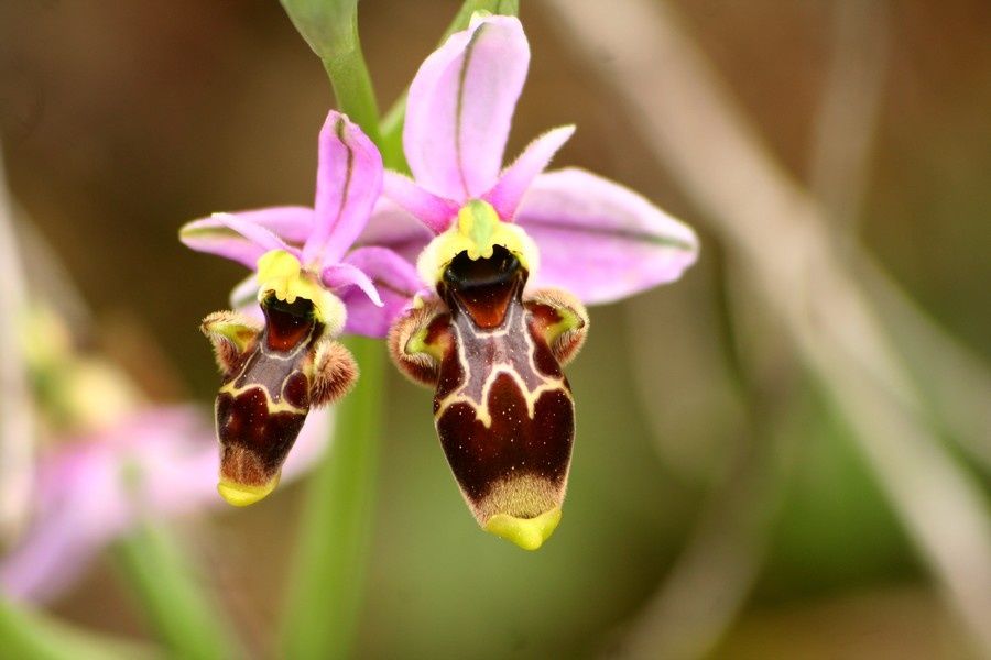 O. Scolopax/O. Picta Ophrys-picta2p-copie-1