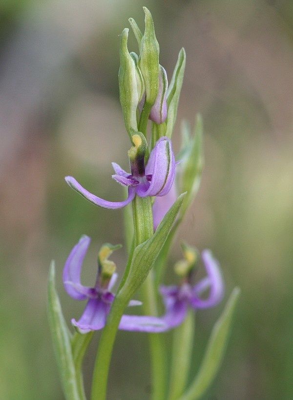 Lusus de Op. picta Ophrys-scolopax-picta-lusus3p