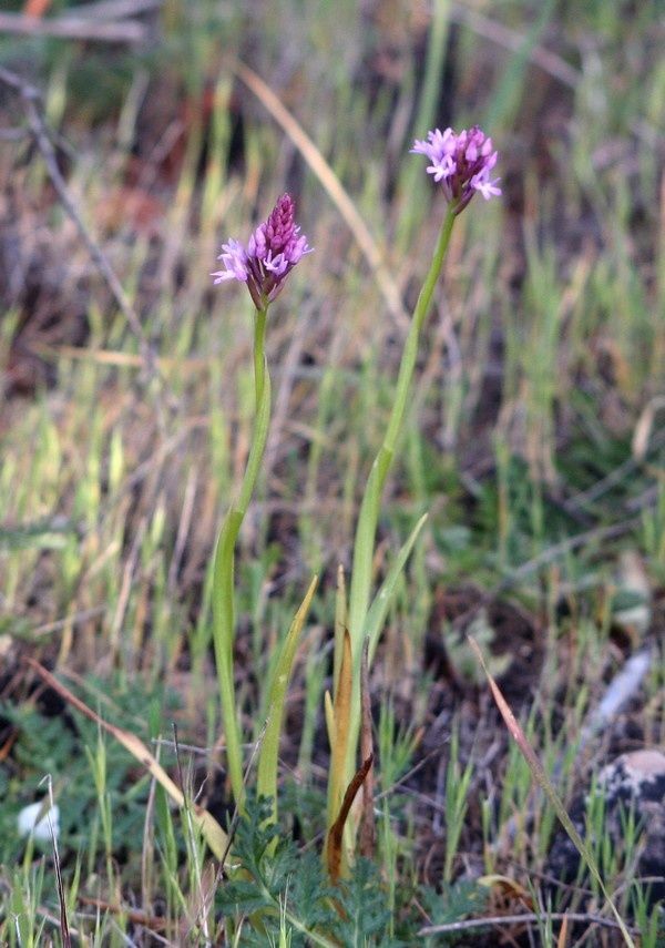Anacamptis pyramidalis Orchi1p