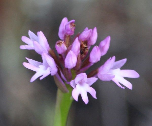 Anacamptis pyramidalis Orchi2p