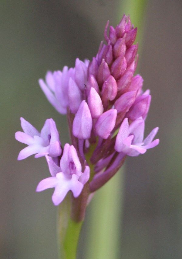 Anacamptis pyramidalis Orchi3p