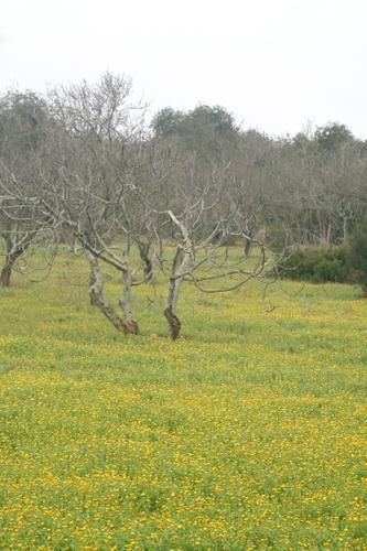 Op. Tenthredinifera Champ-fleuri