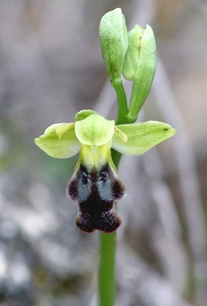 Ophrys Lupercalis 2009.01.05-038