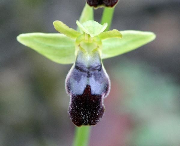 Ophrys Lupercalis 2009.01.05-067