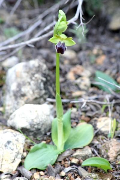 Ophrys Lupercalis 2009.01.05-147