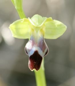 Ophrys padernensis 2009.01.17-011a