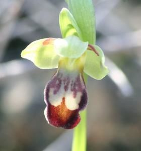 Ophrys padernensis 2009.01.17-020a