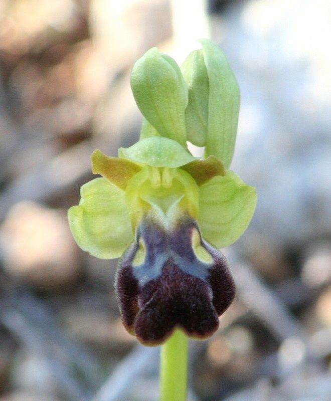 Ophrys padernensis 2009.01.17-130a