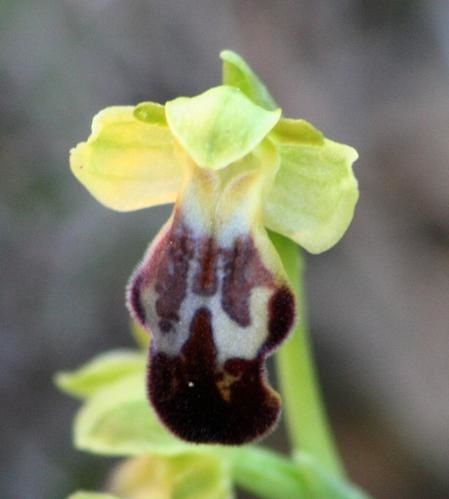 delforgei/forestieri/lupercalis and co 2009.02.25-088