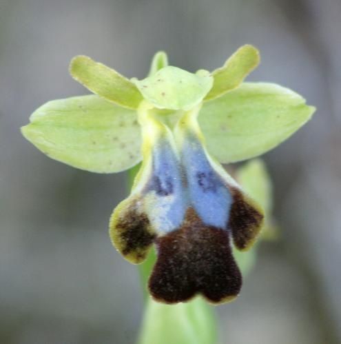 Ophrys padernensis 2009.02.05-171