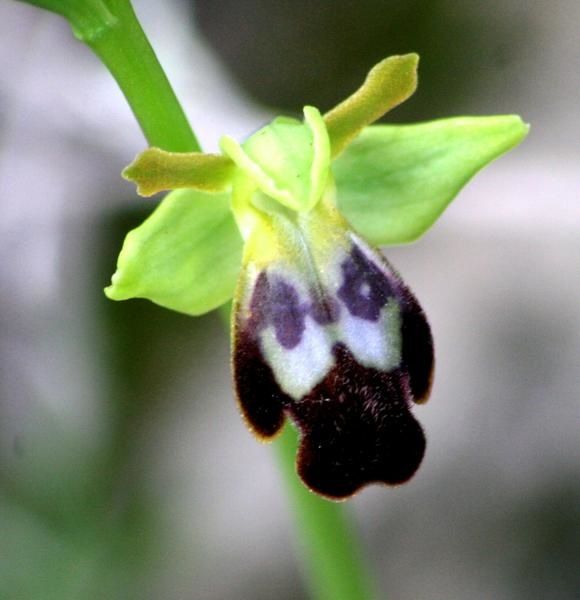 Nouveau site d'ophrys Oph223