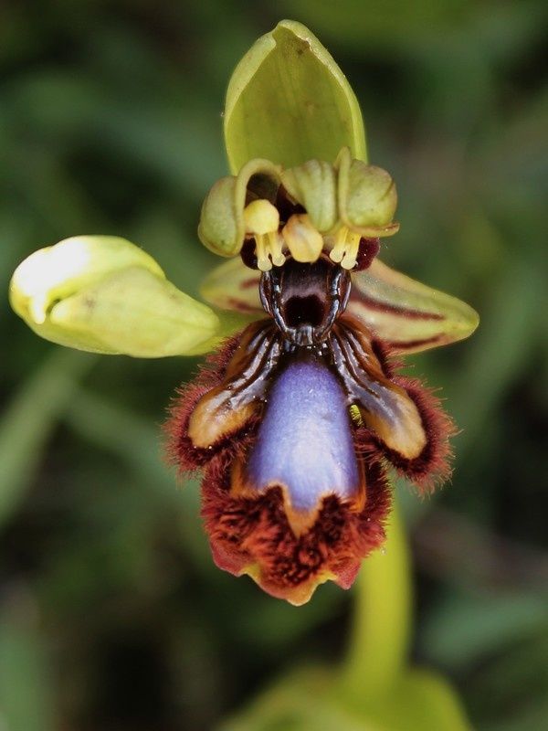 Ophrys speculum :: Ophrys miroir 242spectriplap