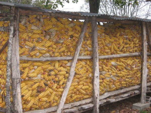 Le maïs en Périgord et Berry, une vieille histoire - Periberry