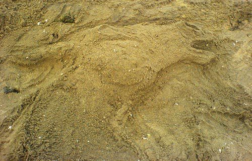 Sculpture sable cheval