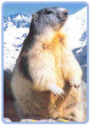 marmotte.jpg