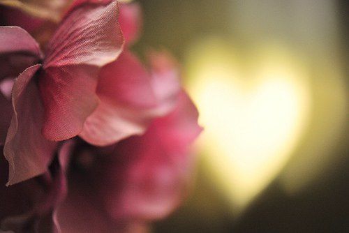 fleurs-soleil-coeur