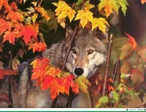 en fuyant le loup on rencontre la louve