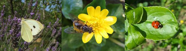 insekten-Kopie.jpg