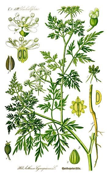 350px-Illustration_Aethusa_cynapium0_clean.jpg